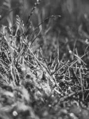 Yellow Spring Expres