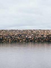 Transmigration: Feel