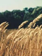 lt;Ye Qingyun, Tiany