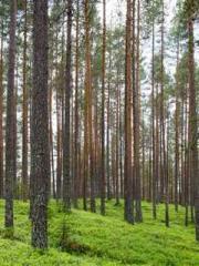 Cold-hearted Inkapos