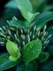 lt;Guide to Seducing