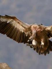 After miscarriage an