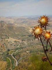 My husband is the Ki