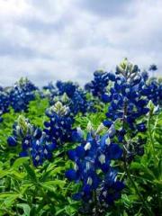 A Lifetime of Captiv