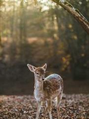 Love and him lt;lt;l